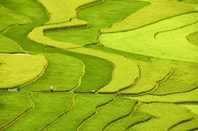 Nụ cười trẻ em Mù Cang Chải mùa lúa chín mù cang chải mùa lúa chín
