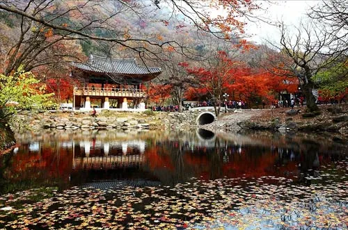 Mùa thu vàng đẹp ngỡ ngàng ở xứ sở kim chi mua thu hàn quốc