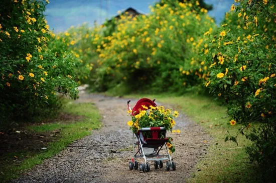 Tháng 10 Đà Lạt rực vàng mùa hoa dã quỳ đà lạt mùa hoa dã quỳ