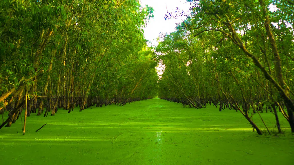 Những lý do phải đi du lịch miền Tây mùa nước nổi! du lịch miền tây mùa nước nổi