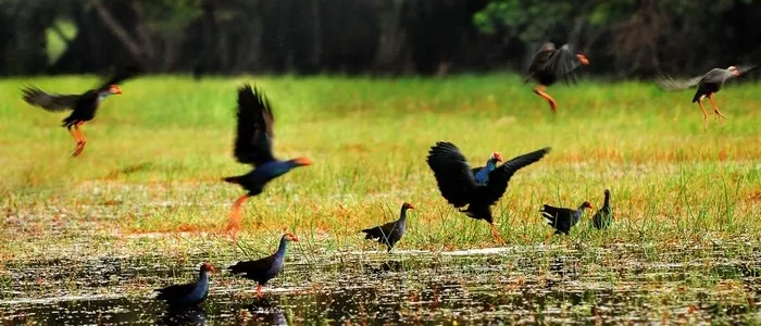 Những lý do phải đi du lịch miền Tây mùa nước nổi! du lịch miền tây mùa nước nổi