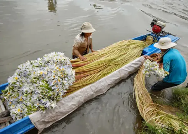 Đến miền Tây xem hái bông súng mùa nước nổi hoa súng miền tây mùa nước nổi