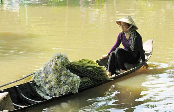 Đến miền Tây xem hái bông súng mùa nước nổi hoa súng miền tây mùa nước nổi