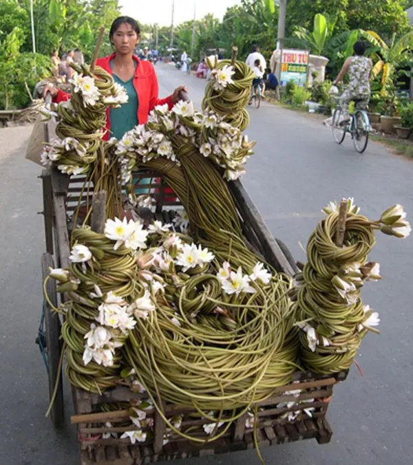 Đến miền Tây xem hái bông súng mùa nước nổi hoa súng miền tây mùa nước nổi