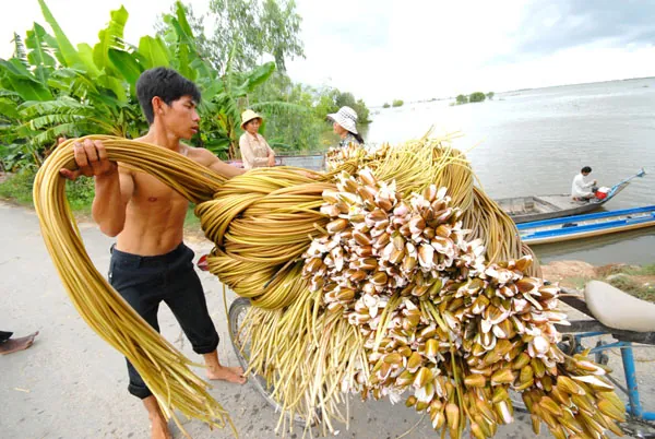 Đến miền Tây xem hái bông súng mùa nước nổi hoa súng miền tây mùa nước nổi