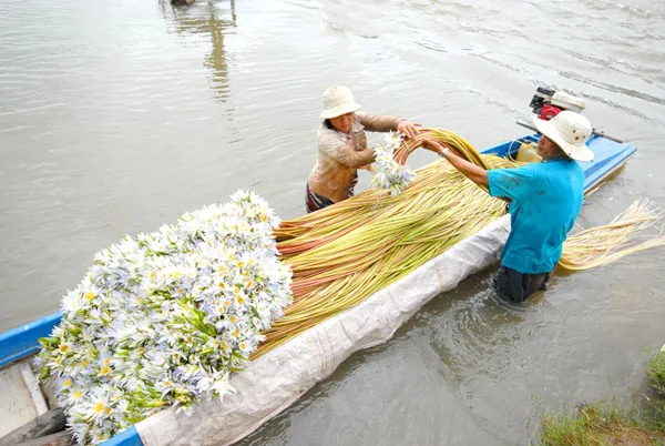Đến miền Tây xem hái bông súng mùa nước nổi hoa súng miền tây mùa nước nổi