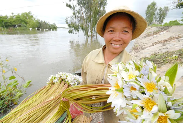 Đến miền Tây xem hái bông súng mùa nước nổi hoa súng miền tây mùa nước nổi