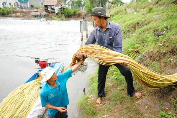 Đến miền Tây xem hái bông súng mùa nước nổi hoa súng miền tây mùa nước nổi