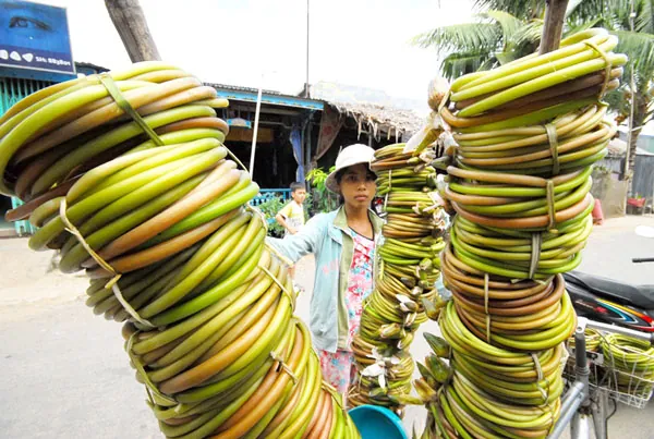 Đến miền Tây xem hái bông súng mùa nước nổi hoa súng miền tây mùa nước nổi