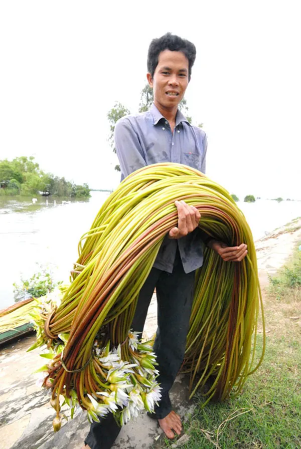 Đến miền Tây xem hái bông súng mùa nước nổi hoa súng miền tây mùa nước nổi