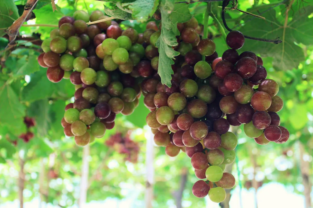 Ninh Thuận - Địa điểm nên đến một lần trong đời kinh nghiệm du lịch ninh thuận