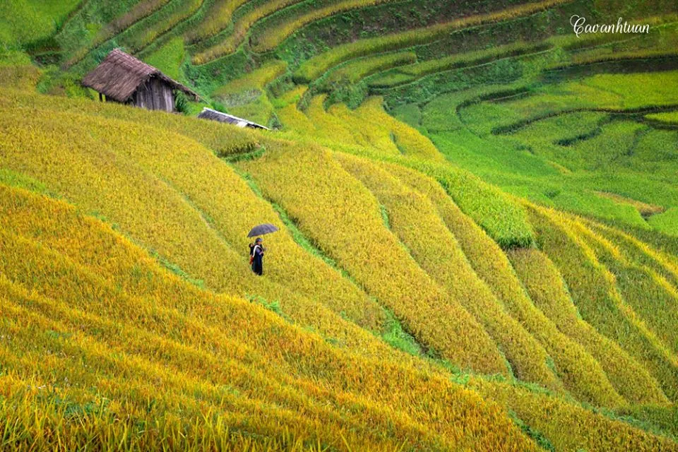 Mù Cang Chải vàng rực mùa lúa chín mù cang chải rực vàng mùa lúa chín