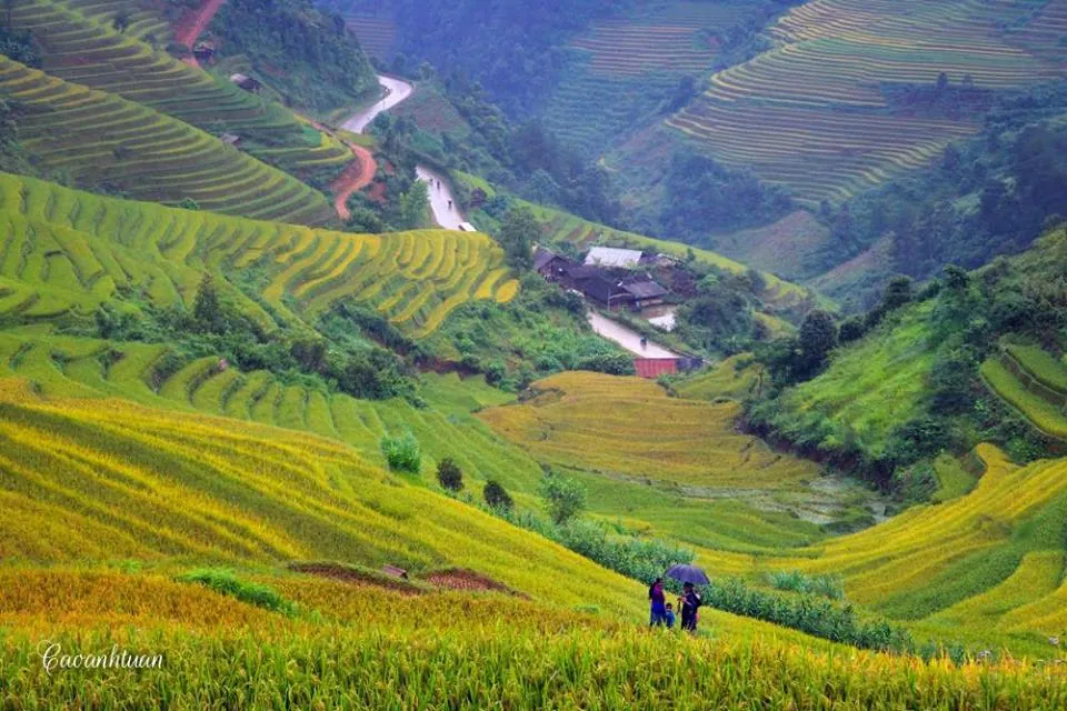 Mù Cang Chải vàng rực mùa lúa chín mù cang chải rực vang mùa lúa chín