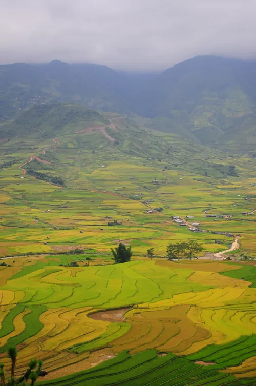 Mù Cang Chải vàng rực mùa lúa chín mù cang chải rực vàng mùa lúa chín