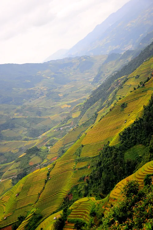 Mù Cang Chải vàng rực mùa lúa chín mù cang chải rực vàng mùa lúa chín