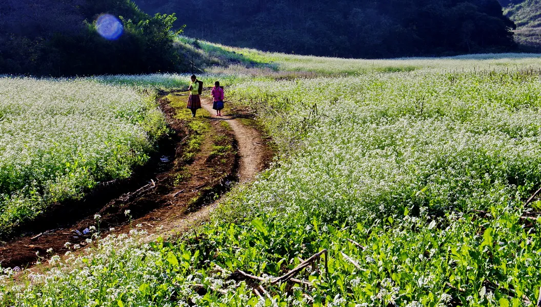 Mộc Châu đẹp ngỡ ngàng các mùa hoa những mùa hoa đẹp ở mộc châu