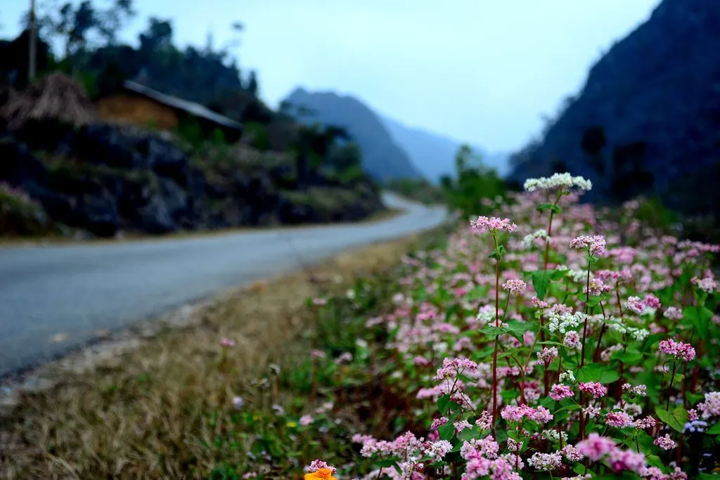 Tháng 10 rủ nhau du lịch Hà Giang ngắm hoa tam giác mạch tháng 10 ngắm hoa tam giác mạch hà giang