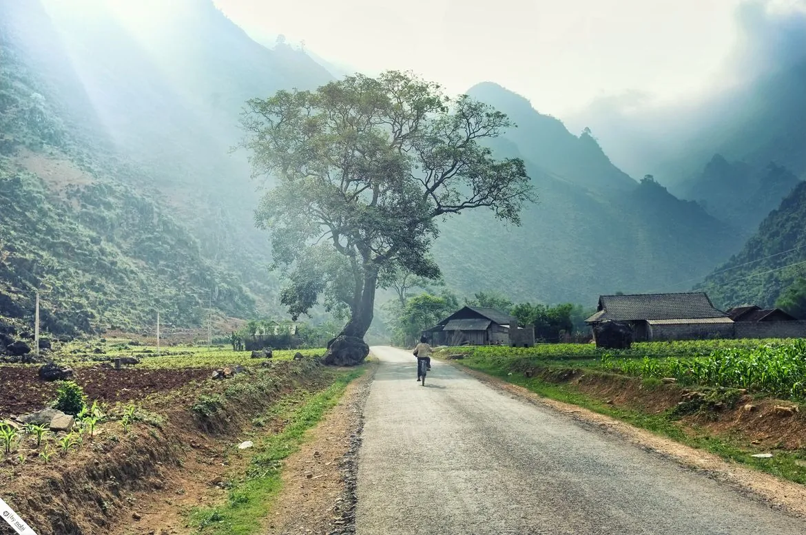 Tháng 10 rủ nhau du lịch Hà Giang ngắm hoa tam giác mạch tháng 10 ngắm hoa tam giác mạch hà giang