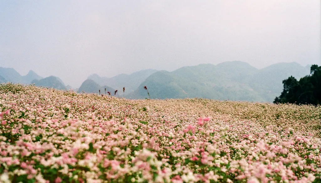 Tháng 10 rủ nhau du lịch Hà Giang ngắm hoa tam giác mạch tháng 10 ngắm hoa tam giác mạch hà giang