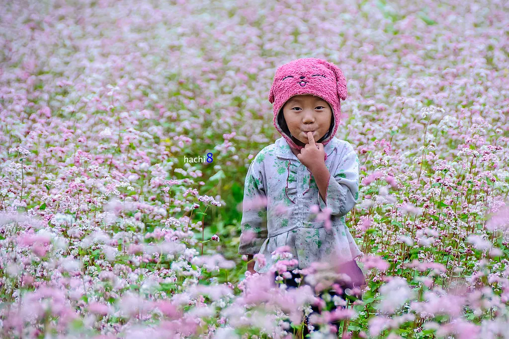 Tháng 10 rủ nhau du lịch Hà Giang ngắm hoa tam giác mạch tháng 10 ngắm hoa tam giác mạch hà giang
