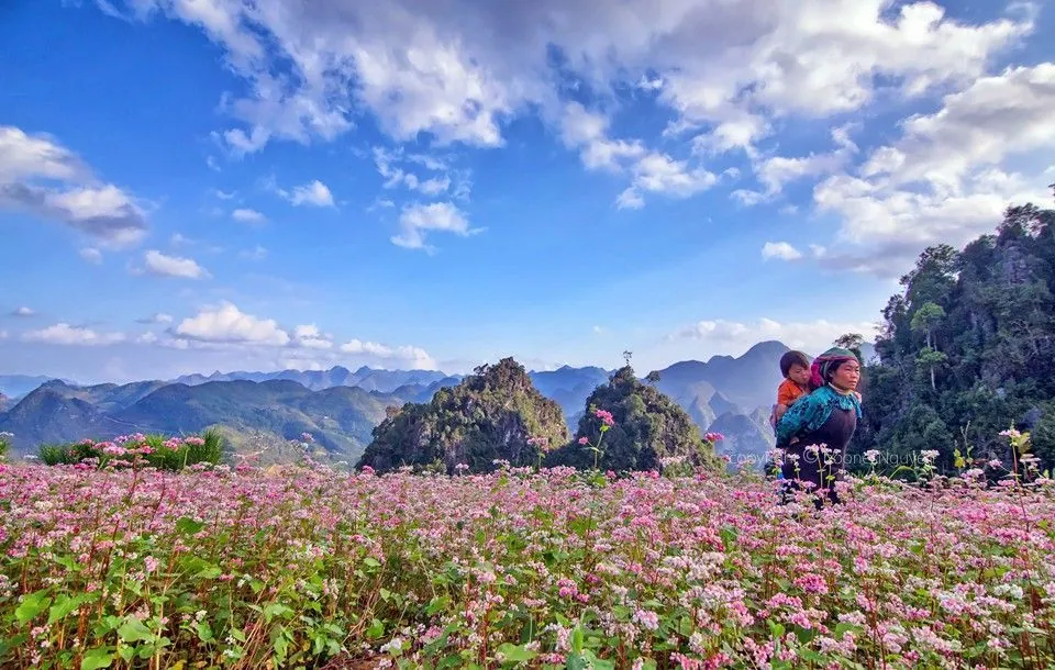 Tháng 10 rủ nhau du lịch Hà Giang ngắm hoa tam giác mạch tháng 10 ngắm hoa tam giác mạch hà giang
