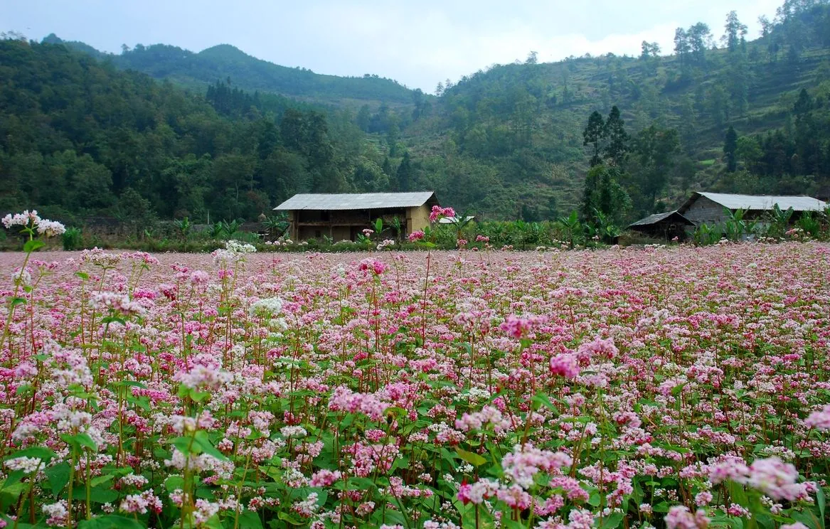 Tháng 10 rủ nhau du lịch Hà Giang ngắm hoa tam giác mạch tháng 10 ngắm hoa tam giác mạch hà giang