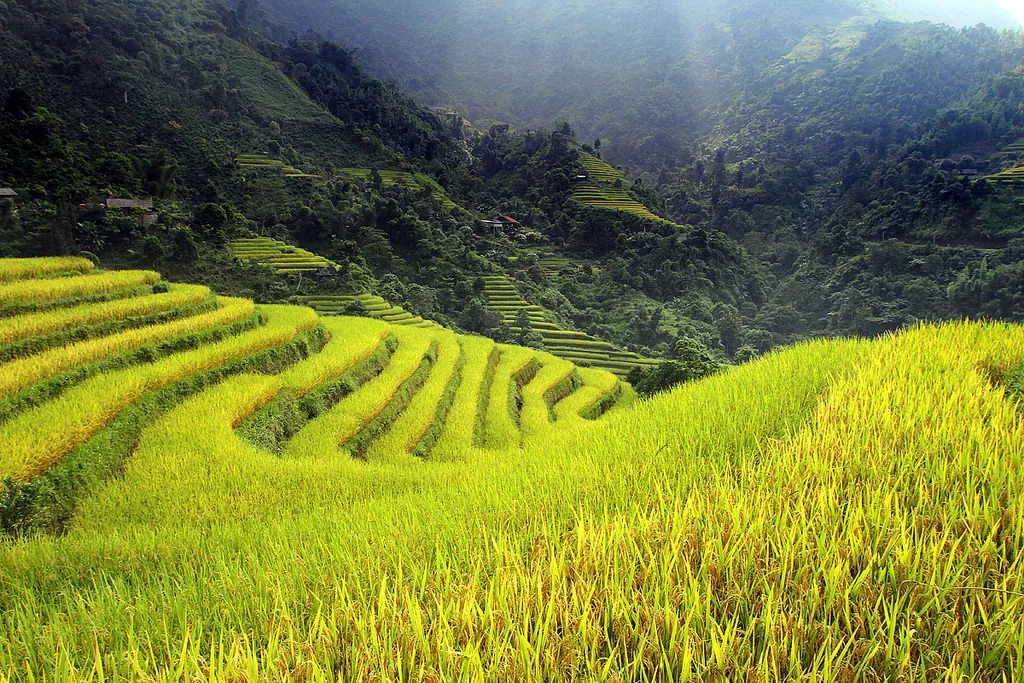Tháng 10 rủ nhau du lịch Hà Giang ngắm hoa tam giác mạch tháng 10 ngắm hoa tam giác mạch hà giang