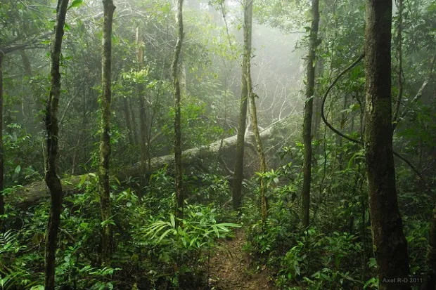 10 điểm đến tuyệt đẹp cần ghi nhớ khi du lịch Campuchia Công viên quốc gia Bokor