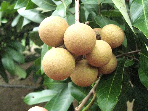10 món ăn hấp dẫn ở quê hương công tử Bạc Liêu Nhãn