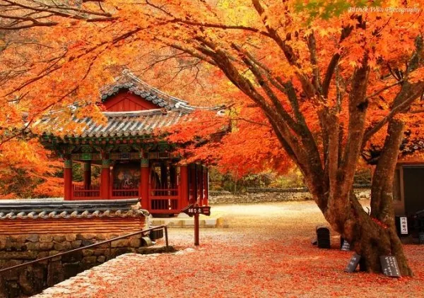 4 mùa du lịch ở xứ sở kim chi 4 mùa du lịch ở xứ sở kim chi