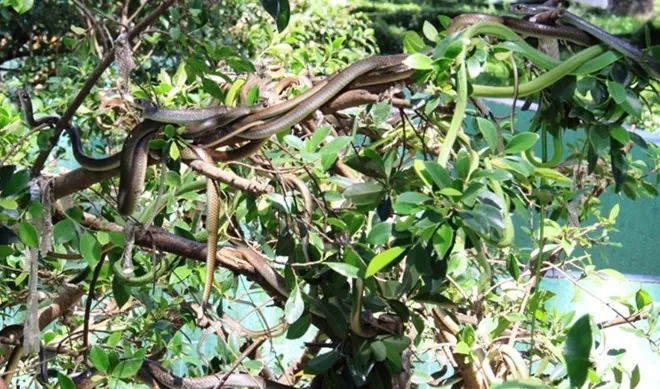 5 điểm du ngoạn thú vị khi đến du lịch Tiền Giang