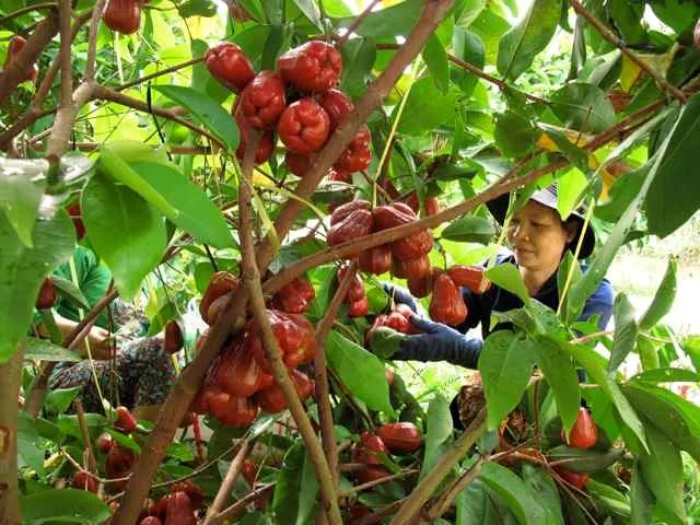 5 điểm du ngoạn thú vị khi đến du lịch Tiền Giang