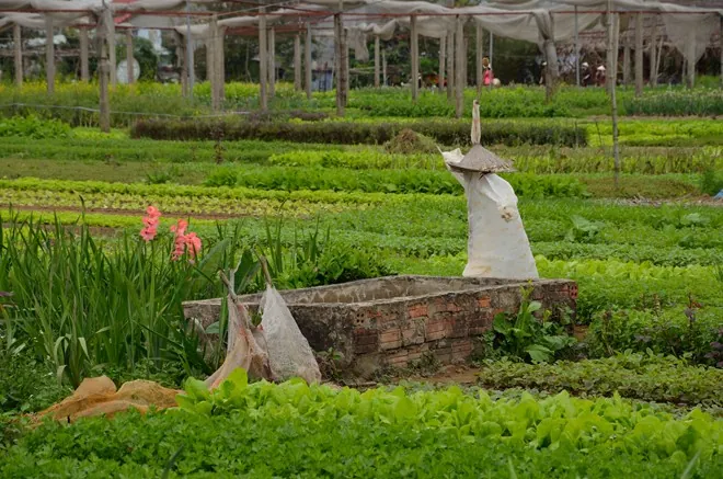 Làng rau Trà Quế