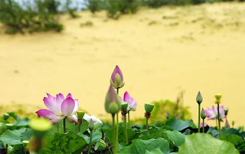 Du lịch Bàu Trắng Bình Thuận Du lịch bàu trắng bình thuận