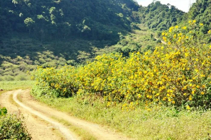 du lịch mộc châu tháng 10