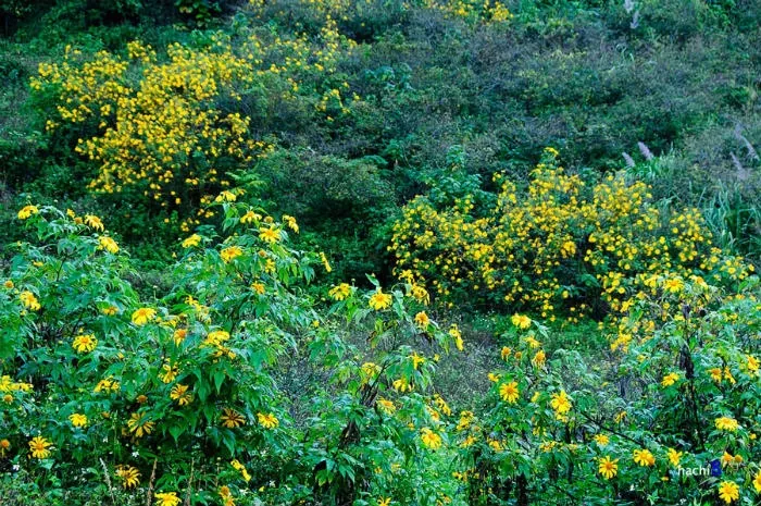 du lịch mộc châu tháng 10