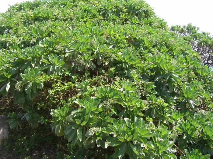 Kinh nghiệm du lịch đảo Cồn Cỏ Quảng Trị - phần 2
