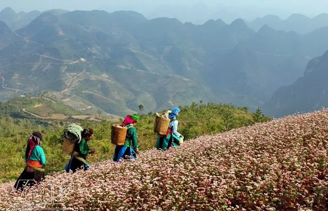 Kinh nghiệm phượt Hà Giang mùa tam giác mạch Kinh nghiệm phượt Hà Giang mùa tam giác mạch