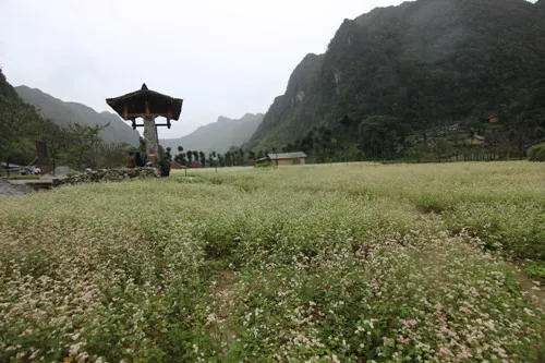 Bánh Tam Giác Mạch nơi cao nguyên đá cháy hàng