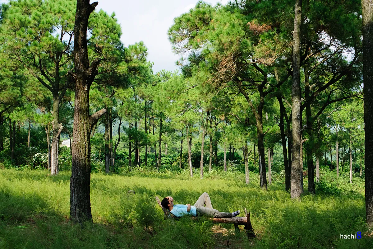 Bạt ngàn cánh đồng cây rễ tại Côn Sơn
