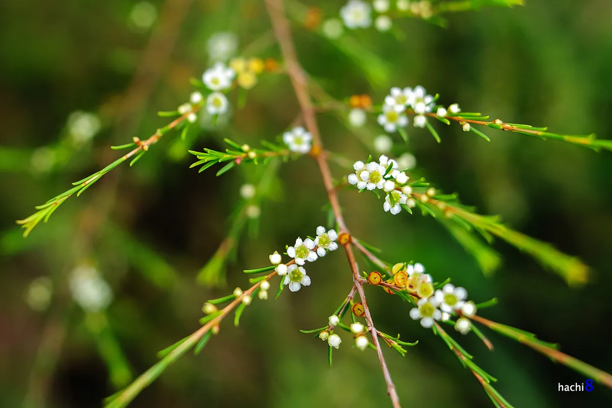 Bạt ngàn cánh đồng cây rễ tại Côn Sơn