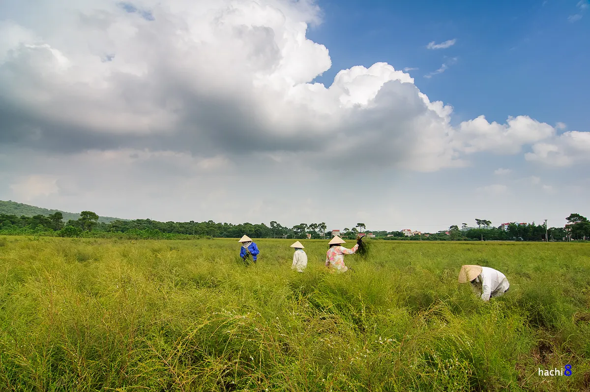 Bạt ngàn cánh đồng cây rễ tại Côn Sơn