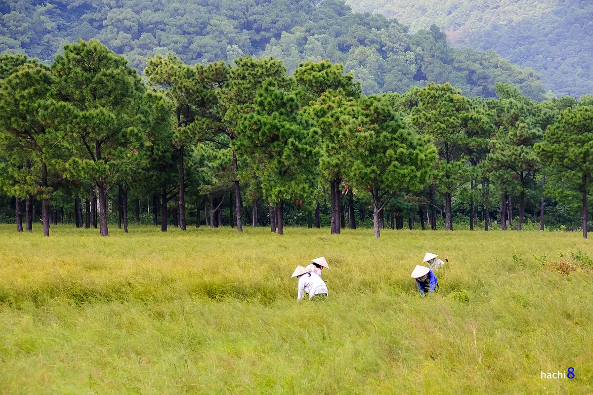 Bạt ngàn cánh đồng cây rễ tại Côn Sơn