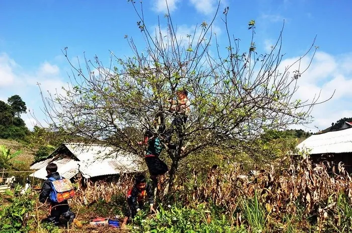 Bạt ngàn sắc trắng hoa mận trên cao nguyên Mộc Châu