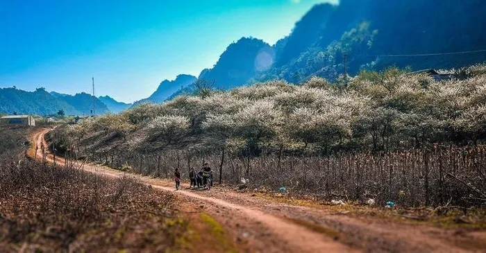 Bạt ngàn sắc trắng hoa mận trên cao nguyên Mộc Châu