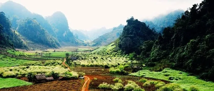 Bạt ngàn sắc trắng hoa mận trên cao nguyên Mộc Châu