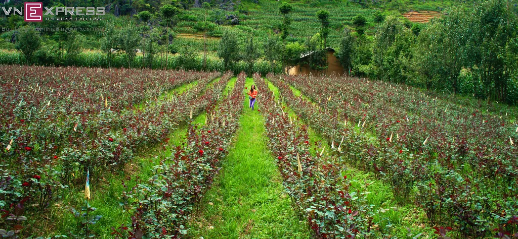 Bốn mùa hương sắc ở Sủng Là Bốn mùa hương sắc ở Sủng Là