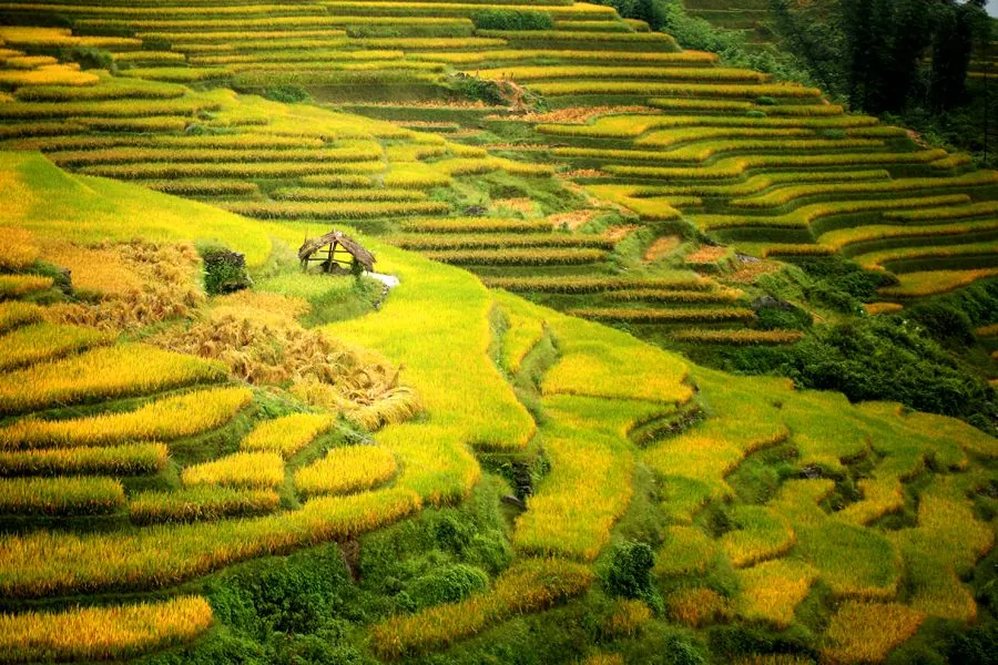 Chiêm ngưỡng bức thổ cẩm mùa lúa chín ở Tây Bắc bức thổ cẩm trong mùa lúa chín ở tây bắc