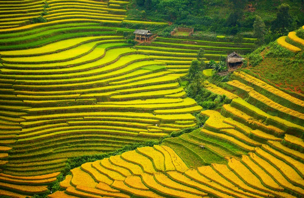 bức thổ cẩm trong mùa lúa chín ở tây bắc