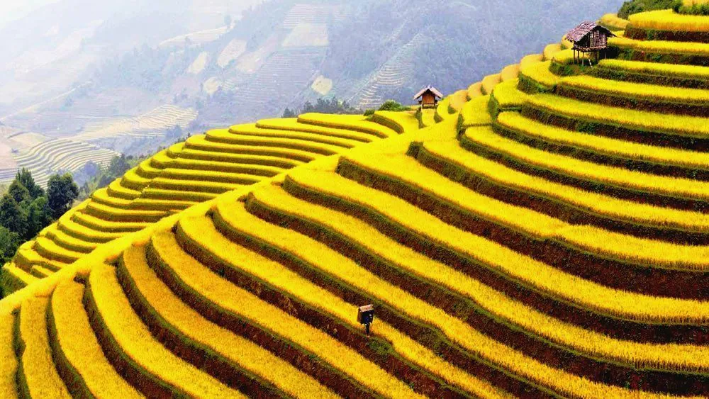 Chiêm ngưỡng bức thổ cẩm mùa lúa chín ở Tây Bắc bức thổ cẩm trong mùa lúa chín ở tây bắc